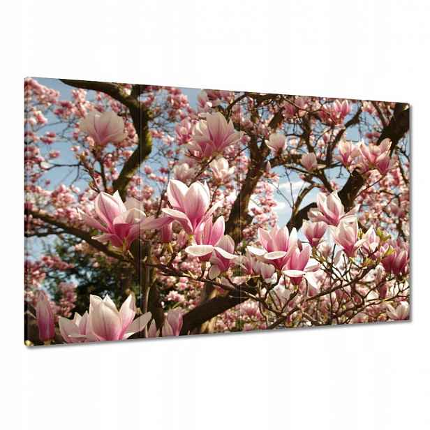 Obrazy 120x80 Magnolie Květiny Světle Modrá