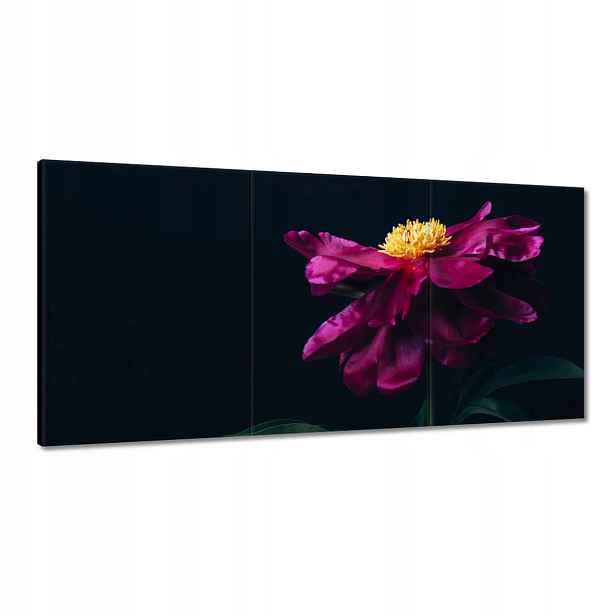 Obrazy 180x90 Krásný růžový květ Astra