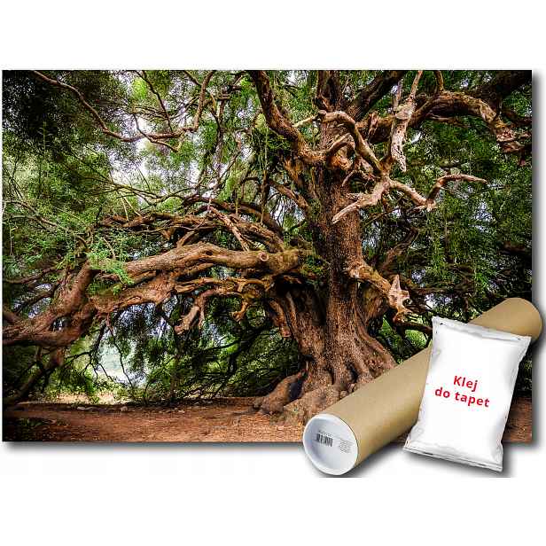 Fototapeta Les 19A F3XL 416x254 F13011
