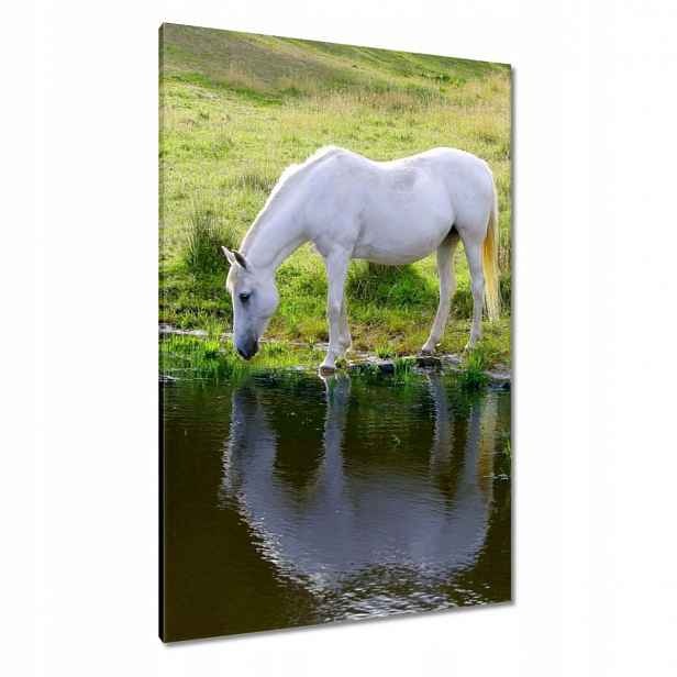 Obrazy 80x120 Bílý kůň