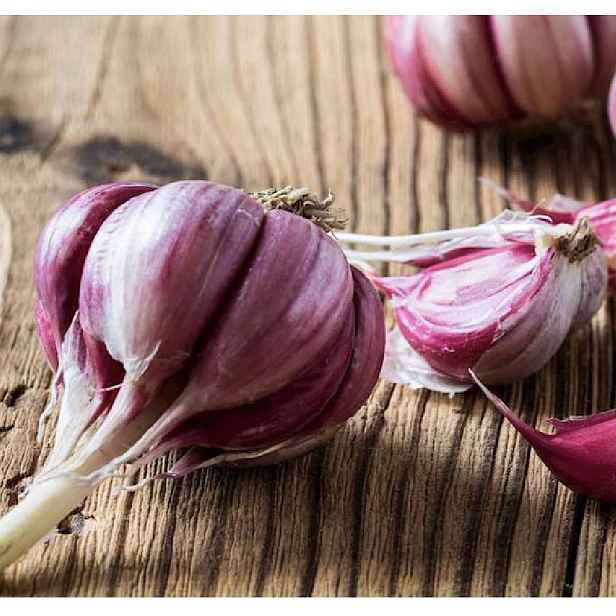 Španělský česnek Morado de Pedronera - 3 cibule