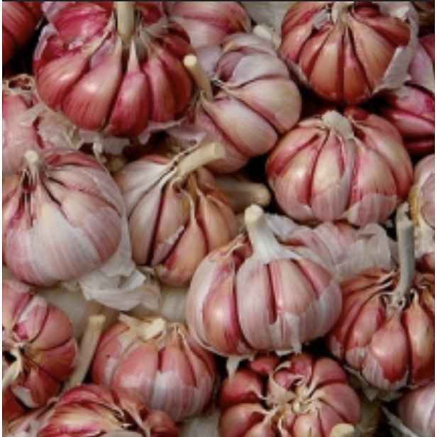 Italský česnek Rosso di Sulmona - 4 cibule
