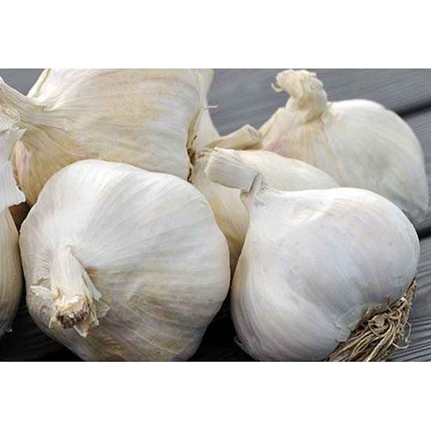 Francouzský česnek Sabagold 500g 7-8 cibulky