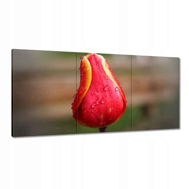 Obrazy 120x60 Červeno-žlutý tulipán