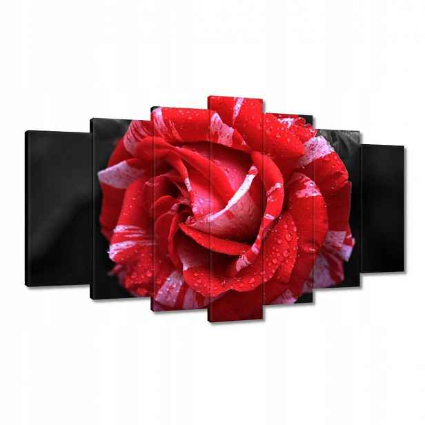 Obrazy 140x80 Bílo-červená růže