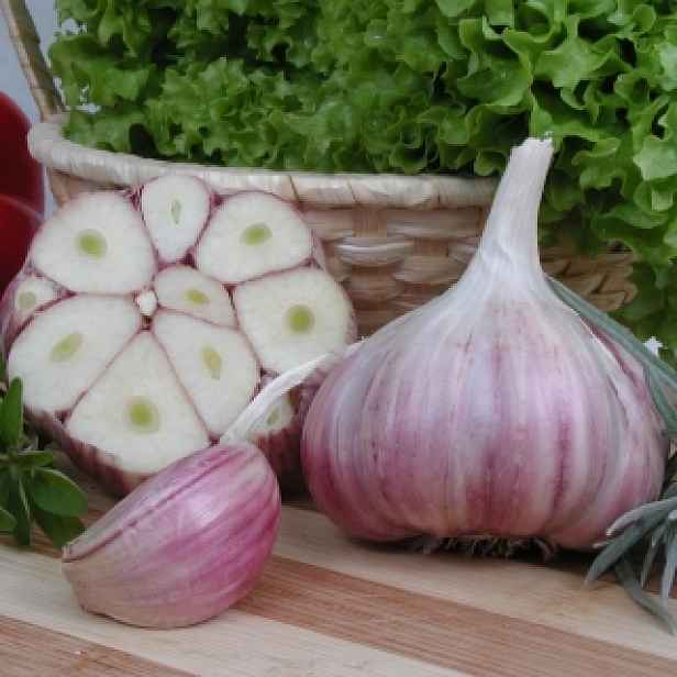 Polský česnek Harnaš 500g - 7-8 cibulek