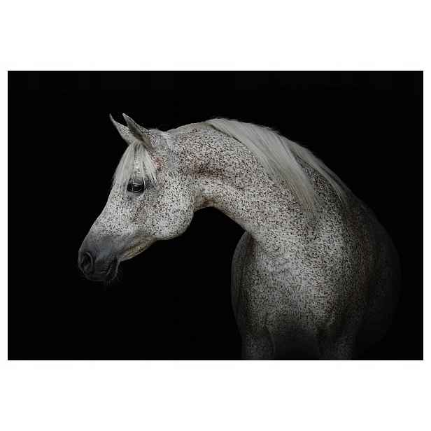 Fototapeta flizelina Bílý arabský kůň Gracja Styl Elegance 250x175 lepidlo