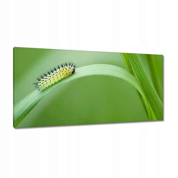 Obrazy 115x55 Zelená housenka