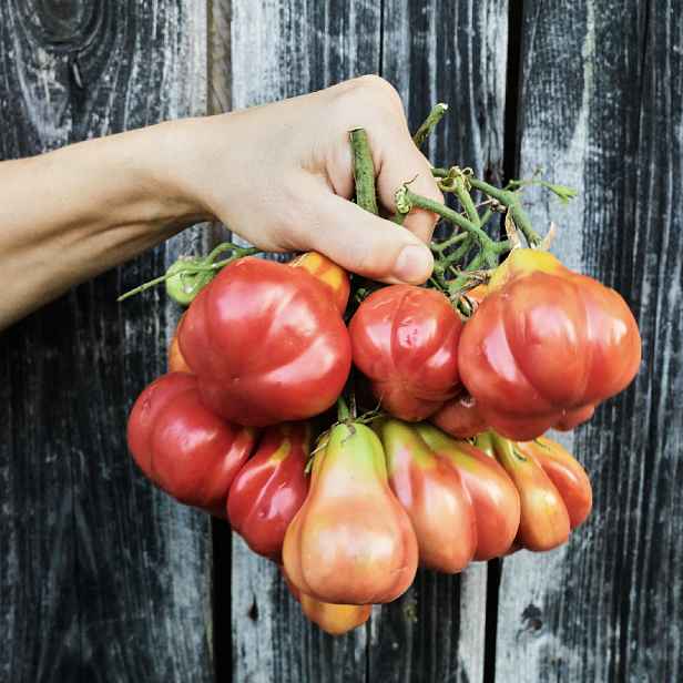 Culina Botanica Rajče Tlacocula