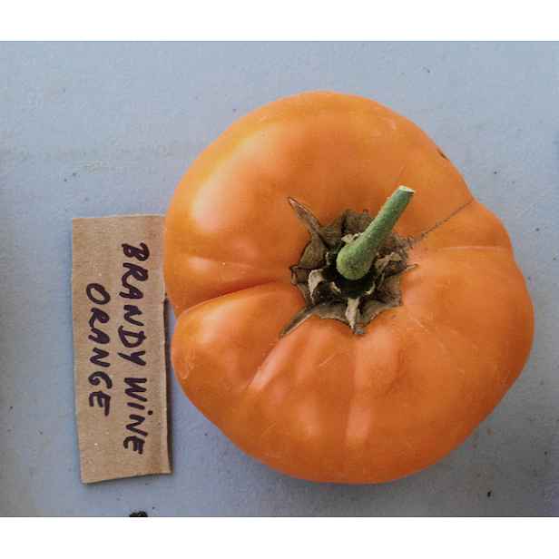Culina Botanica Rajče Brandywine Orange