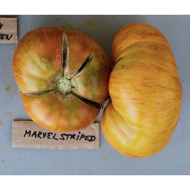 Culina Botanica Rajče Marvel Striped