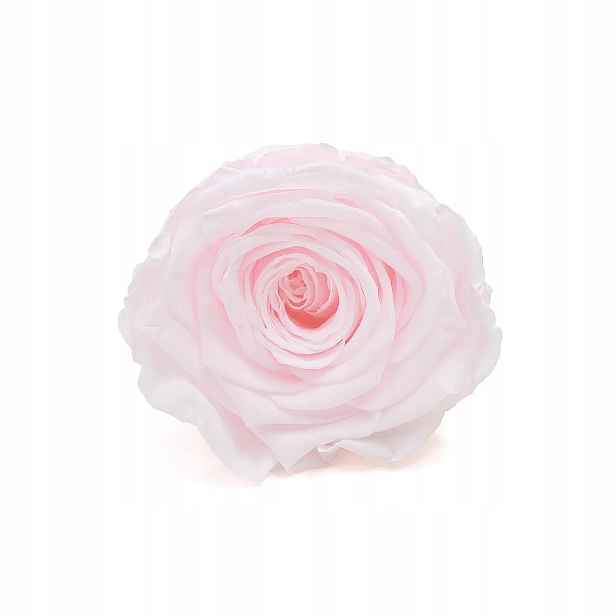 Stabilizovaná růže, věčná růže světle růžová 6 Ks. vel. L flower box