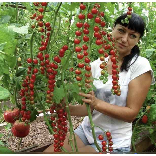 Culina Botanica Rajče Iva's Red Berry - rybízové do skleníku