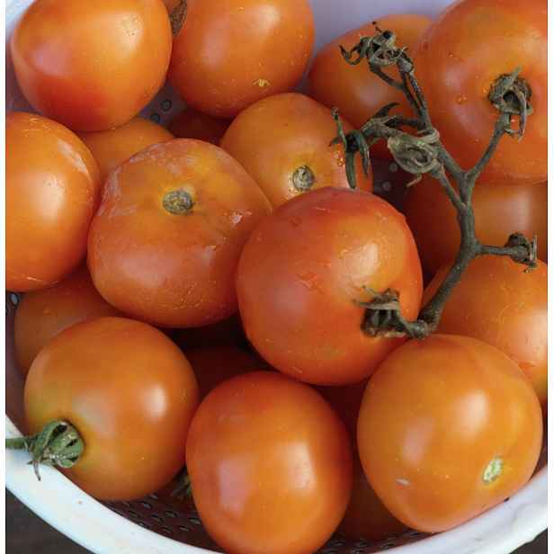 Culina Botanica Rajče oranžové Larosa - Pondorosa del Oro