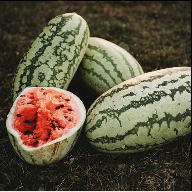 Culina Botanica Meloun vodní Jubilee