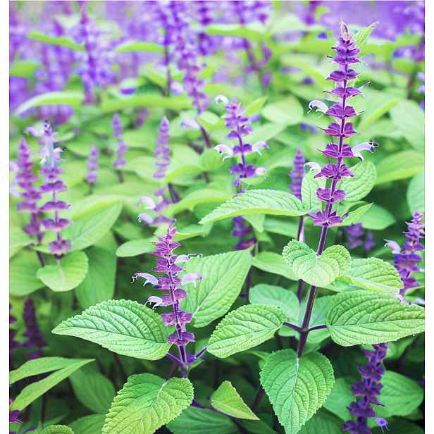 Culina Botanica Šalvěj hispánská