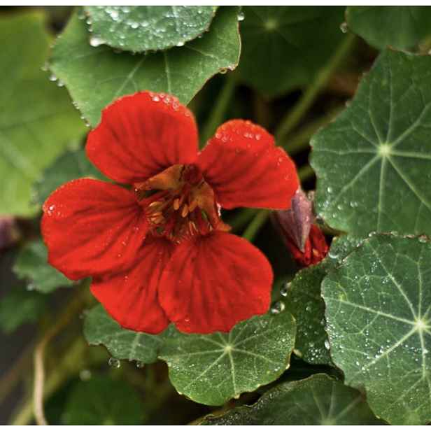 Culina Botanica Lichořeřišnice King Theodore