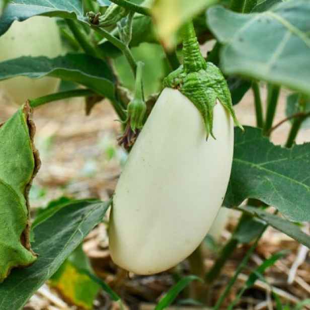 Culina Botanica Lilek bílý Casper