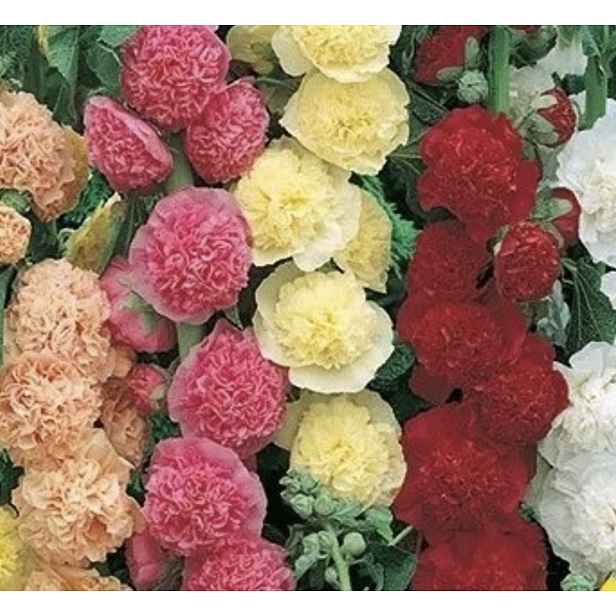 Culina Botanica Proskurník topolovka směs