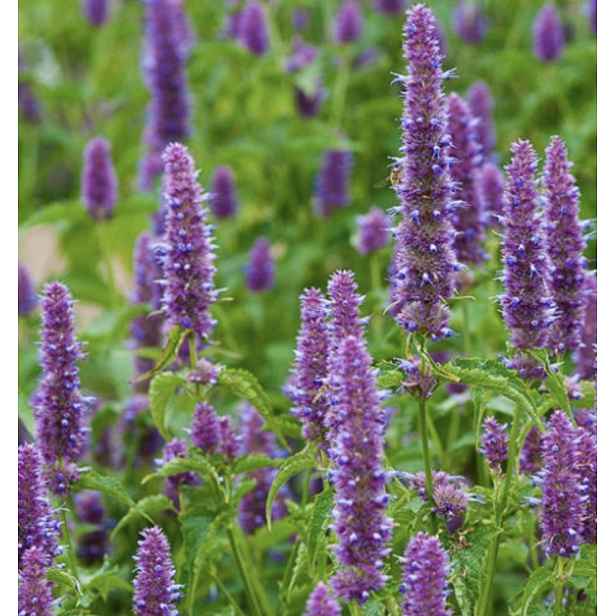 Culina Botanica Agastache korejská - korejská máta