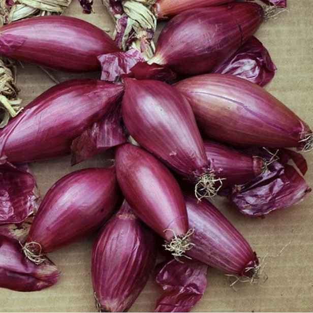 Culina Botanica Cibule "Rossa Lunga di Tropea"