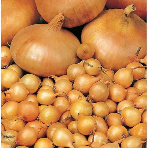 Culina Botanica Cibule "Radar"