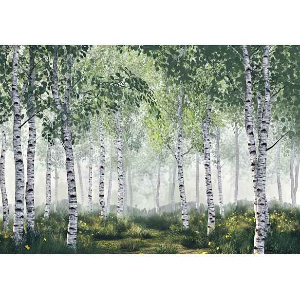 Fototapeta Lesní oáza klidu Břízový háj Krajina 150x105 lepidlo