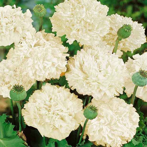 Culina Botanica Mák okrasný "Cream Paeony"