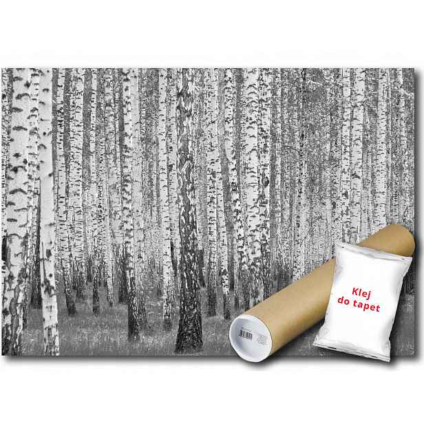 Vinylová Fototapeta Les Bříza Dřevo 152x104