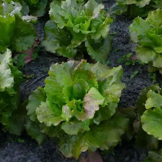 Culina Botanica Salát "Grenobloise"