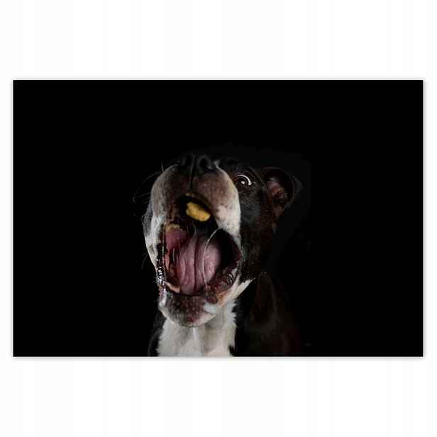 Plakáty 185x125 Amstaff Pes jedící