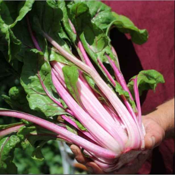 Culina Botanica Mangold "Pink Passion"