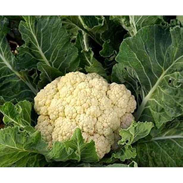 Culina Botanica Květák Toskánský ranný