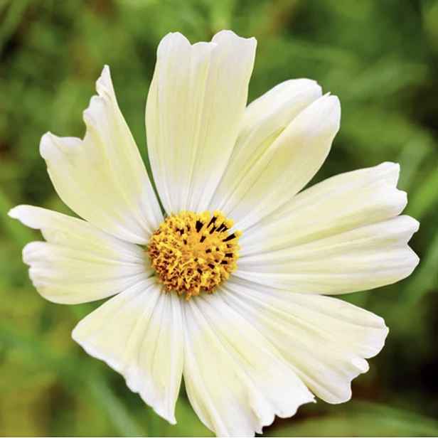 Culina Botanica Krásenka "Sunset yellow"