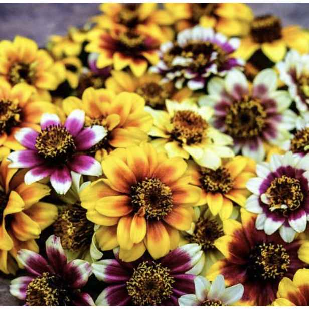 Culina Botanica Ostálka "Persian Carpet"