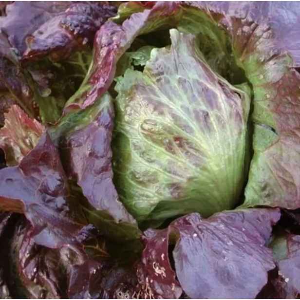 Culina Botanica Salát Červený Ledovec