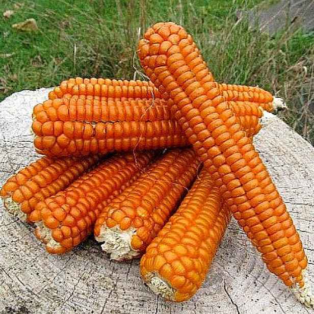 Culina Botanica Kukuřice "Strubbes Orange"