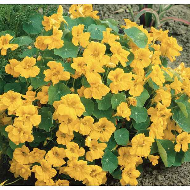 Culina Botanica Lichořeřišnice "Double Golden Gleam"