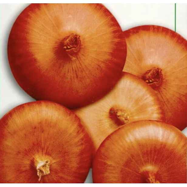 Culina Botanica Cibule "Flat of Bergamo"