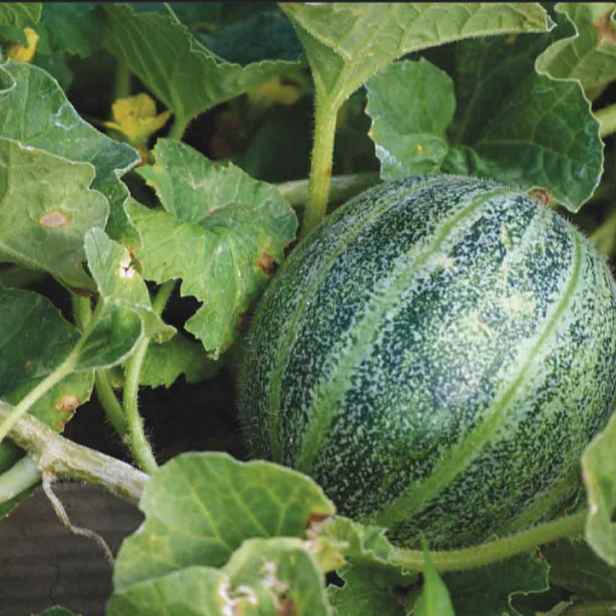 Culina Botanica Meloun cukrový  "Groene Ananas" - historická odrůda