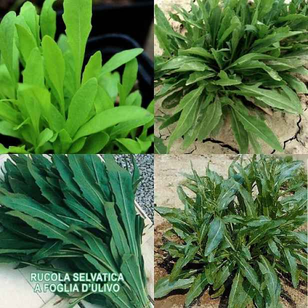 Culina Botanica Rukola "Olivetta"