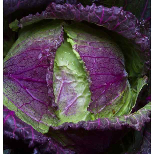 Culina Botanica Zelí "January King"