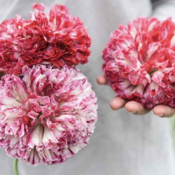 Culina Botanica Mák okrasný "Flemish Antique"