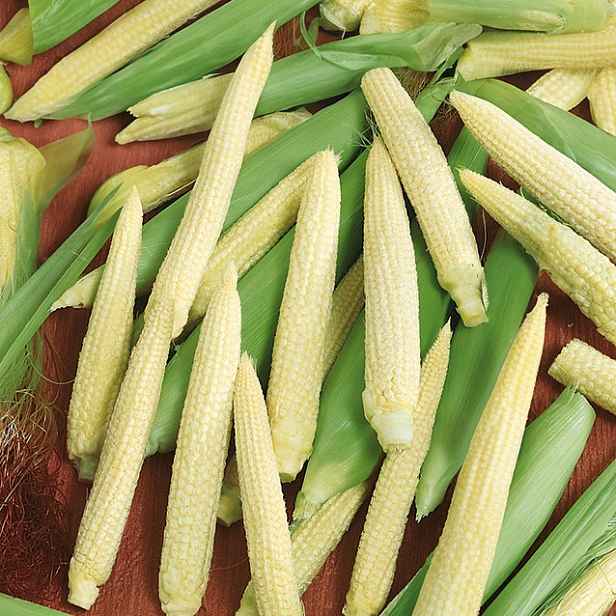 Culina Botanica Kukuřice cukrová "Minigold" - mini k nakládání