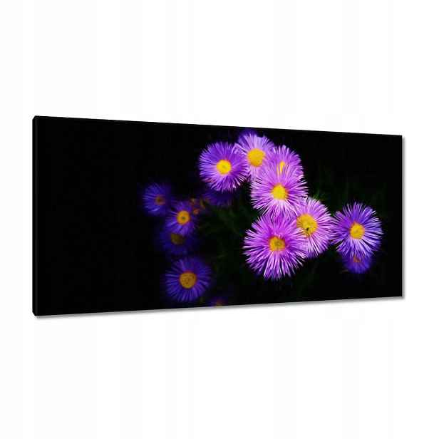Obrazy 115x55 Fialové květy aster