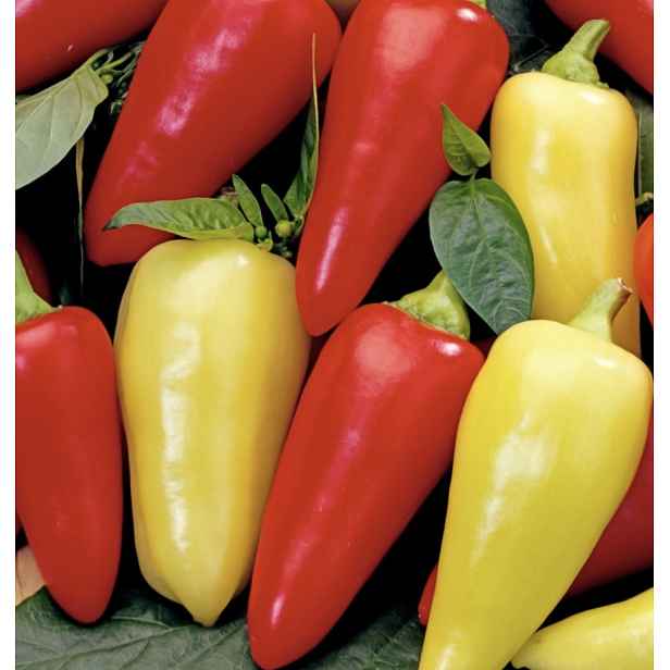 Culina Botanica Paprika roční Monanta