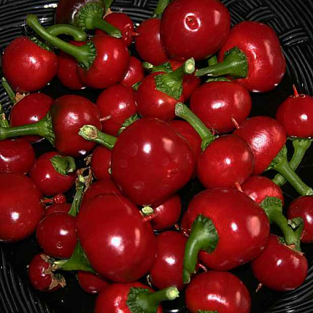 Culina Botanica Paprika roční Ciliegia Piccante