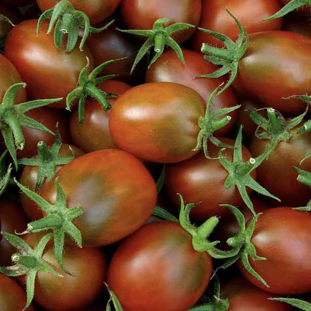 Culina Botanica Rajče tyčkové Black Plum