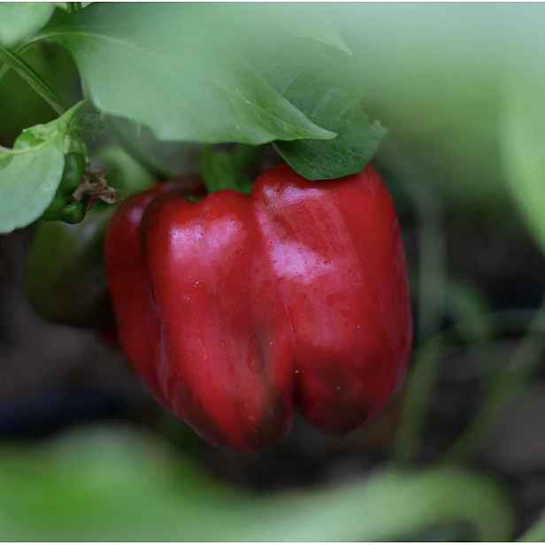 Culina Botanica Paprika Prima
