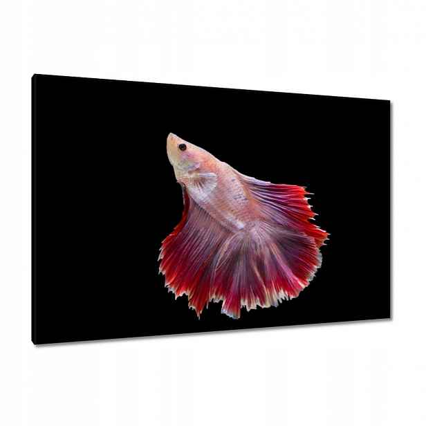 Obrazy 120x80 Červená siamská rybka